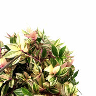 Tradescantia, 6.5in Hanging Basket, Rainbow - Floral Acres Greenhouse & Garden Centre