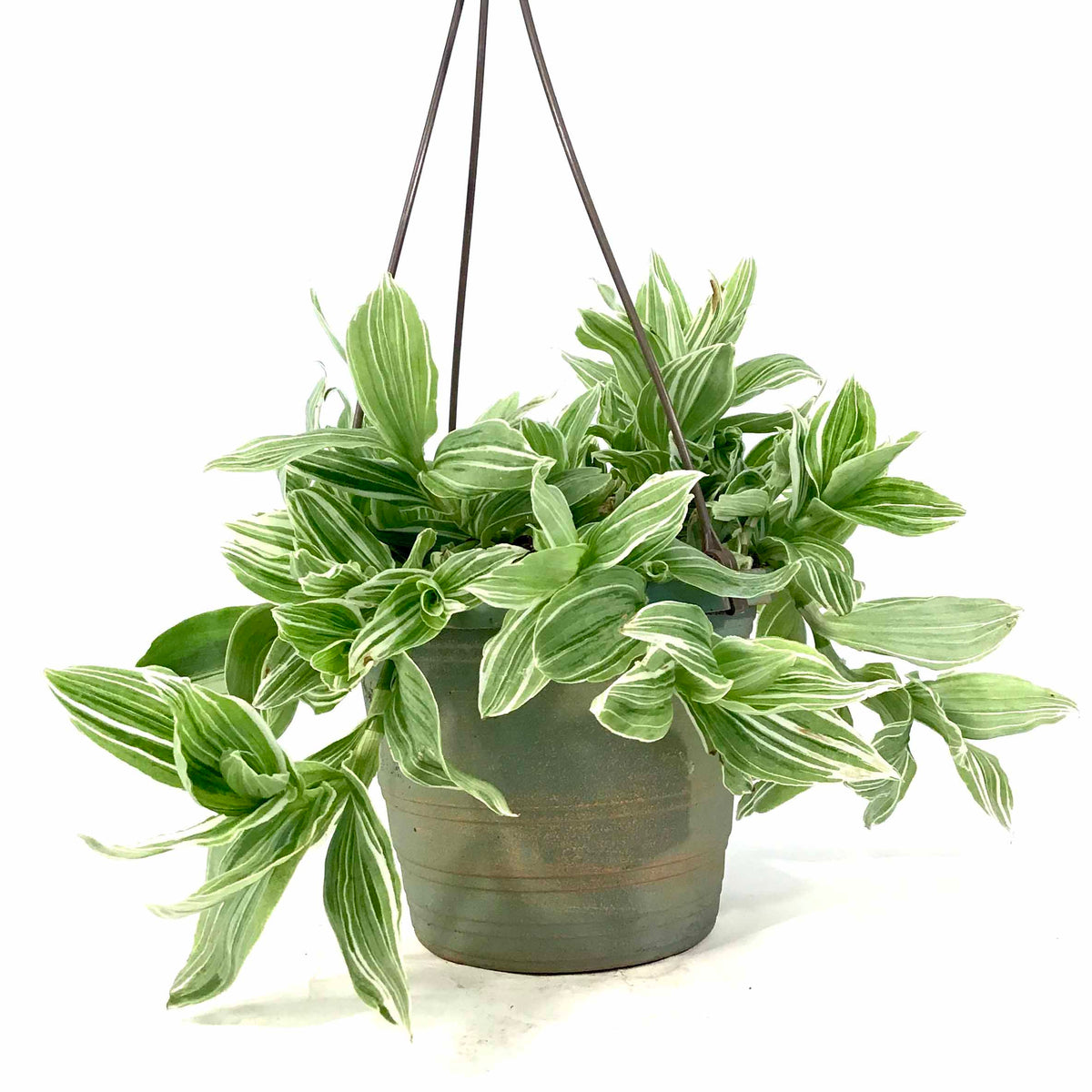 Tradescantia, 6.5in Hanging Basket, White