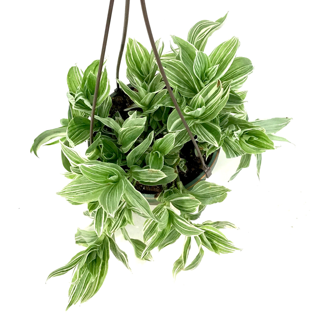 Tradescantia, 6.5in Hanging Basket, White