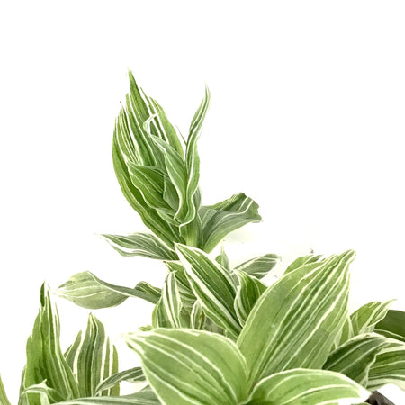 Tradescantia, 6.5in Hanging Basket, White