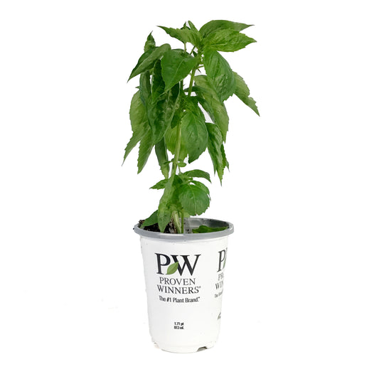 Proven Winners© Basil, 4.5in, Amazel Basil®