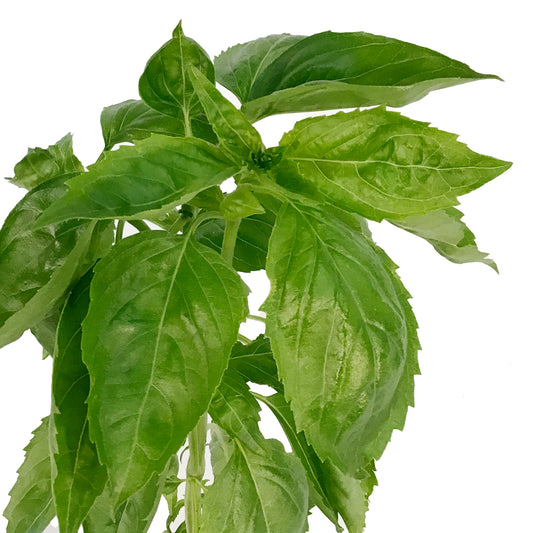 Proven Winners© Basil, 4.5in, Amazel Basil®