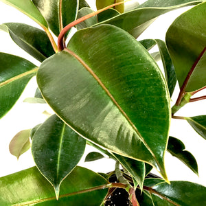 Ficus, 10in, Elastica Melany Standard