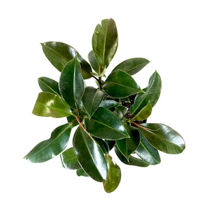Ficus, 10in, Elastica Melany Standard