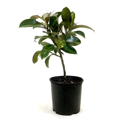 Ficus, 10in, Elastica Melany Standard