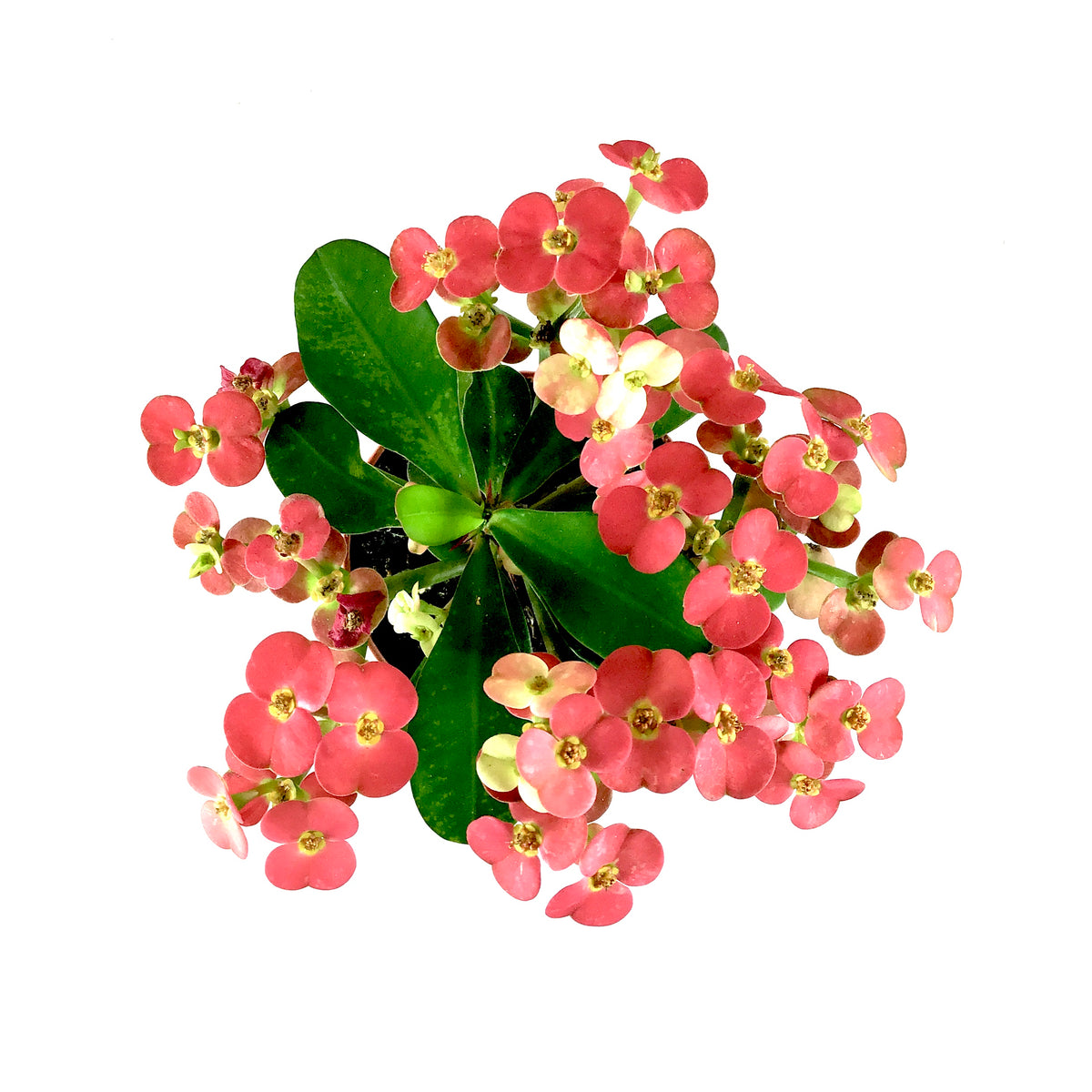 Euphorbia, 2in, Milii Crown of Thorns, Assorted - Floral Acres Greenhouse & Garden Centre