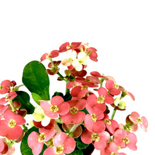 Load image into Gallery viewer, Euphorbia, 2in, Milii Crown of Thorns, Assorted - Floral Acres Greenhouse &amp; Garden Centre
