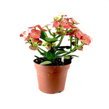 Load image into Gallery viewer, Euphorbia, 2in, Milii Crown of Thorns, Assorted - Floral Acres Greenhouse &amp; Garden Centre
