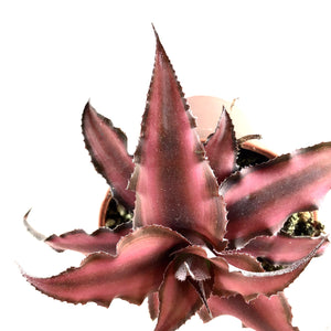 Cryptanthus, 2in, Earth Star Assorted - Floral Acres Greenhouse & Garden Centre