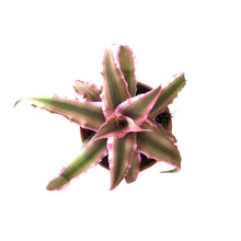 Load image into Gallery viewer, Cryptanthus, 2in, Earth Star Assorted - Floral Acres Greenhouse &amp; Garden Centre
