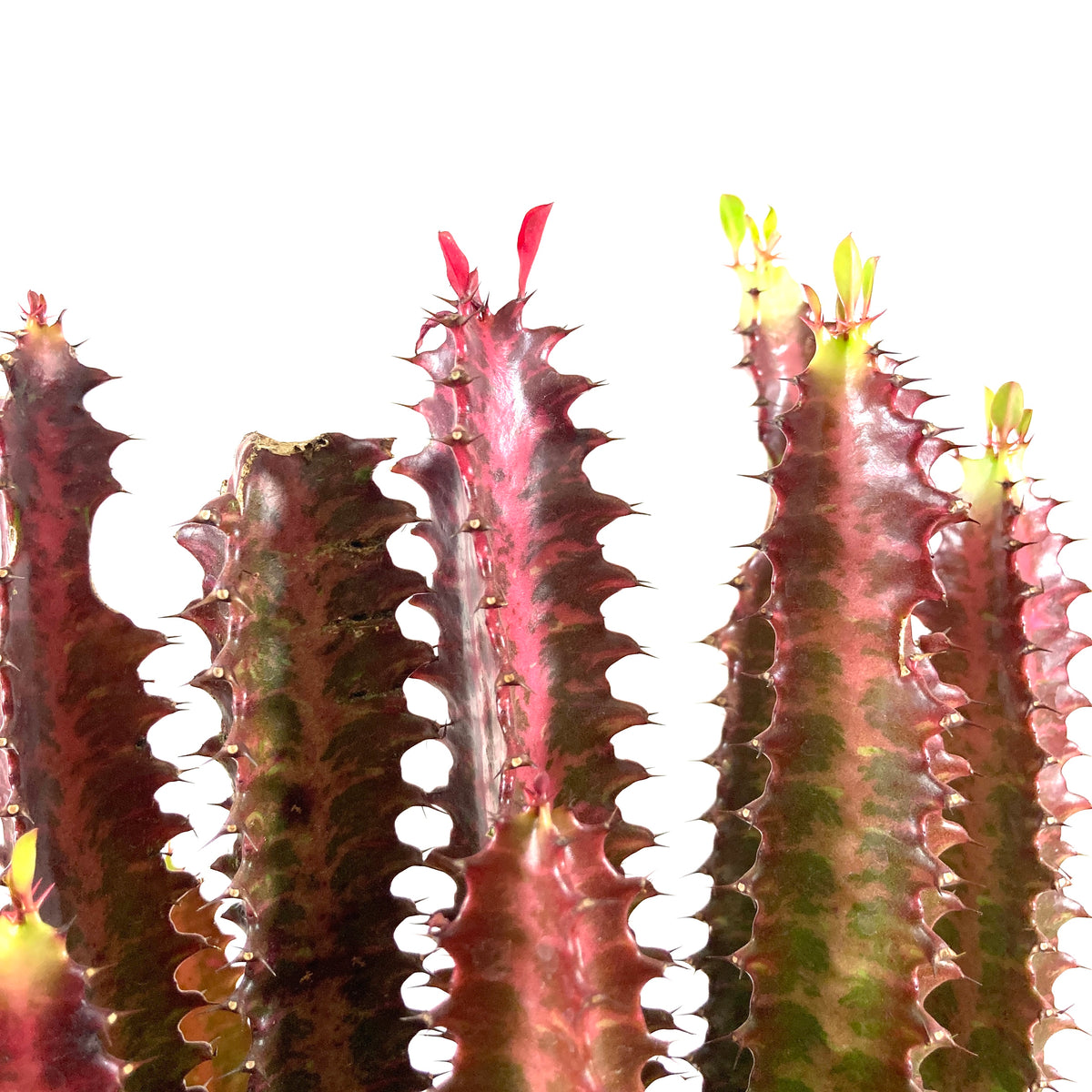 Cactus, 8in, Euphorbia African Milk Tree, Red - Floral Acres Greenhouse & Garden Centre