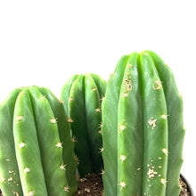 Load image into Gallery viewer, Cactus, 8in, Trichocereus Pachanoi San Pedro - Floral Acres Greenhouse &amp; Garden Centre

