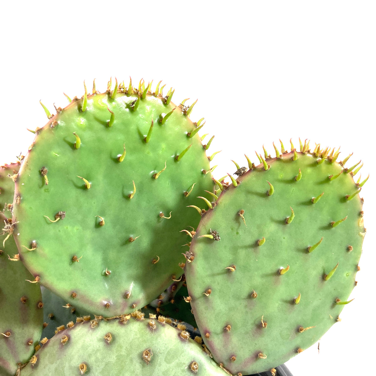 Cactus, 2 gal, Opuntia Violacea Santa Rita - Floral Acres Greenhouse & Garden Centre