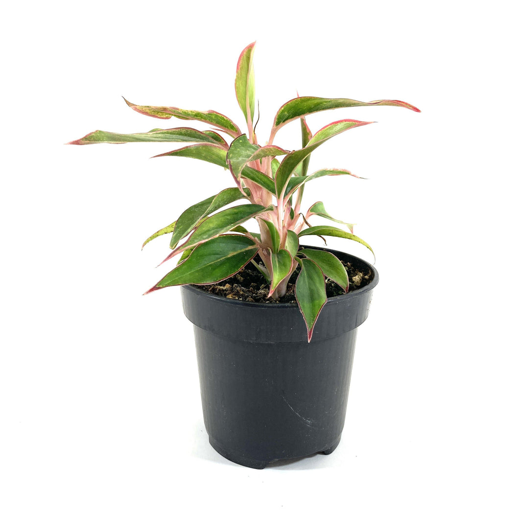 Aglaonema, 4in, Aurora Siam - Floral Acres Greenhouse & Garden Centre