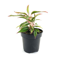 Aglaonema, 4in, Aurora Siam - Floral Acres Greenhouse & Garden Centre