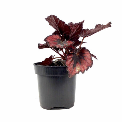 Begonia, 4in, Rex Jurassic™, Asst - Floral Acres Greenhouse & Garden Centre