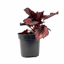 Load image into Gallery viewer, Begonia, 4in, Rex Jurassic™, Asst - Floral Acres Greenhouse &amp; Garden Centre
