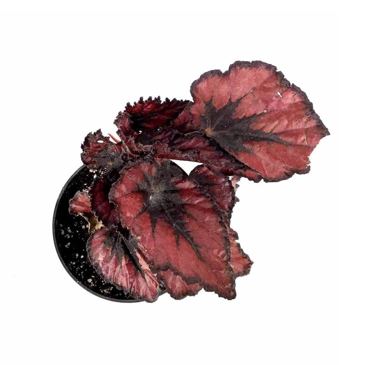 Begonia, 4in, Rex Jurassic™, Asst - Floral Acres Greenhouse & Garden Centre