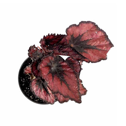 Begonia, 4in, Rex Jurassic™, Asst - Floral Acres Greenhouse & Garden Centre