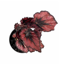 Load image into Gallery viewer, Begonia, 4in, Rex Jurassic™, Asst - Floral Acres Greenhouse &amp; Garden Centre

