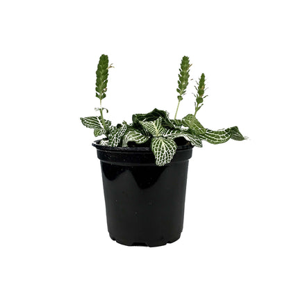 Fittonia, 4in, Nerve Plant