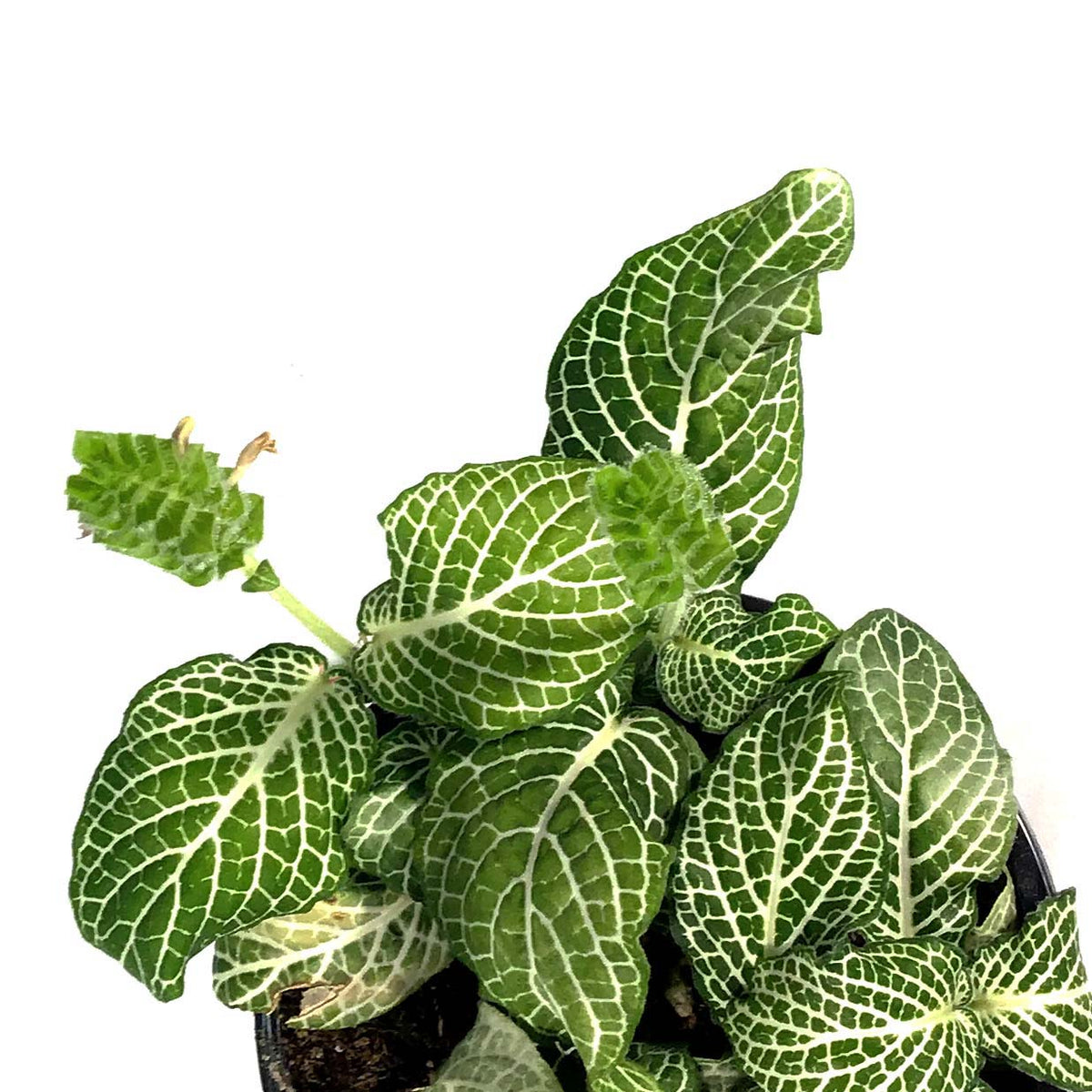 Fittonia, 4in, Nerve Plant