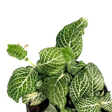Load image into Gallery viewer, Fittonia, 4in, Nerve Plant
