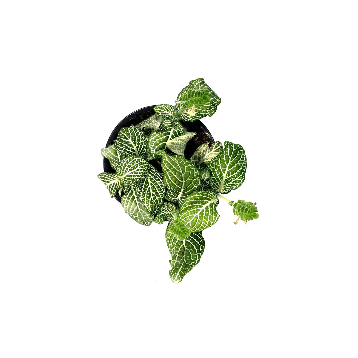 Fittonia, 4in, Nerve Plant