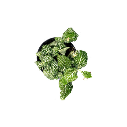 Fittonia, 4in, Nerve Plant