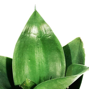 Sansevieria, 4in, Hahnii Black Jade