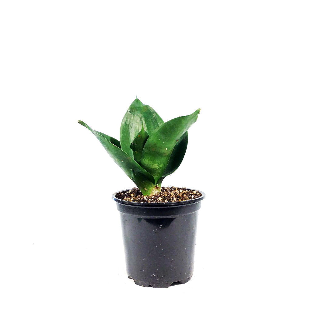 Sansevieria, 4in, Hahnii Black Jade