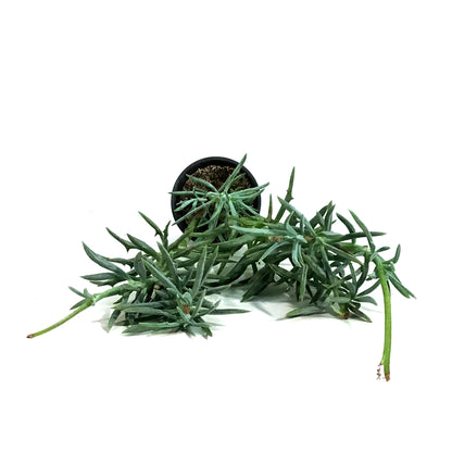 Senecio, 4in, Blue Dolphin