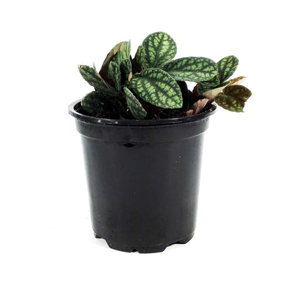 Pellionia, 4in, Polynesian Ivy