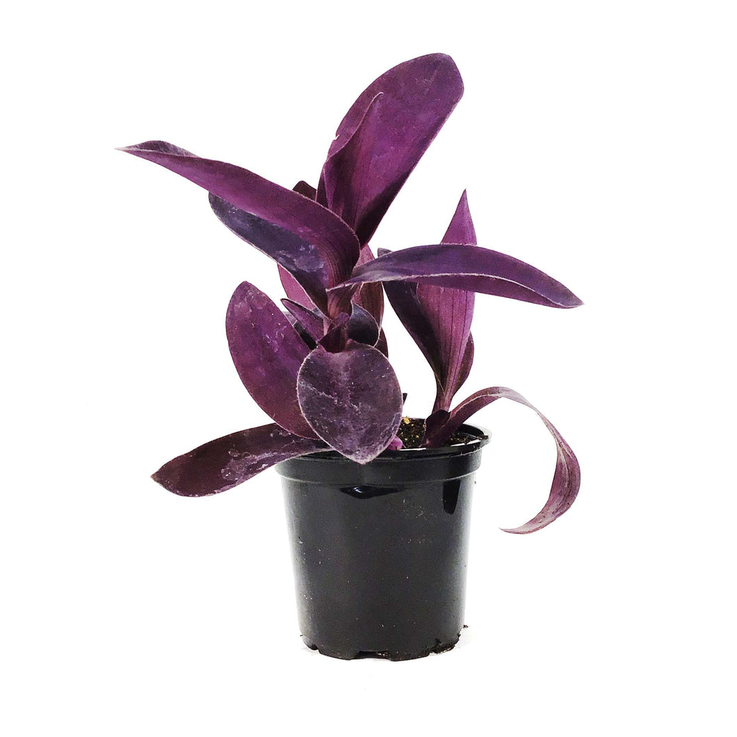 Tradescantia, 4in, Purple Passion