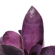 Load image into Gallery viewer, Tradescantia, 4in, Purple Passion
