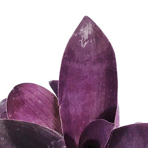 Tradescantia, 4in, Purple Passion