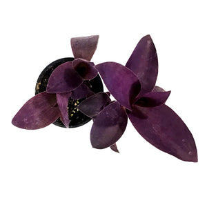 Tradescantia, 4in, Purple Passion