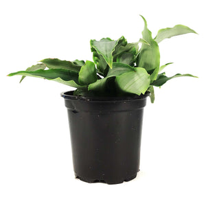 Tradescantia, 4in, Spathacea Silver