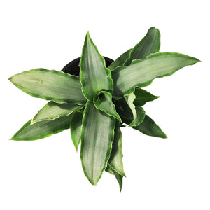 Tradescantia, 4in, Spathacea Silver