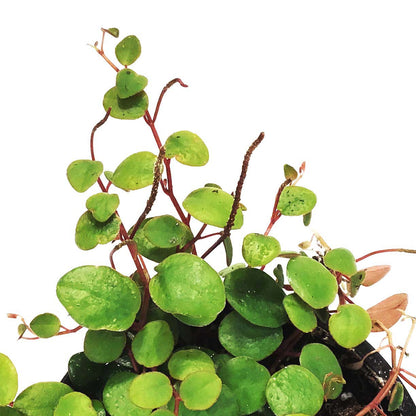 Peperomia, 4in, Pepperspot