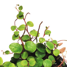 Load image into Gallery viewer, Peperomia, 4in, Pepperspot
