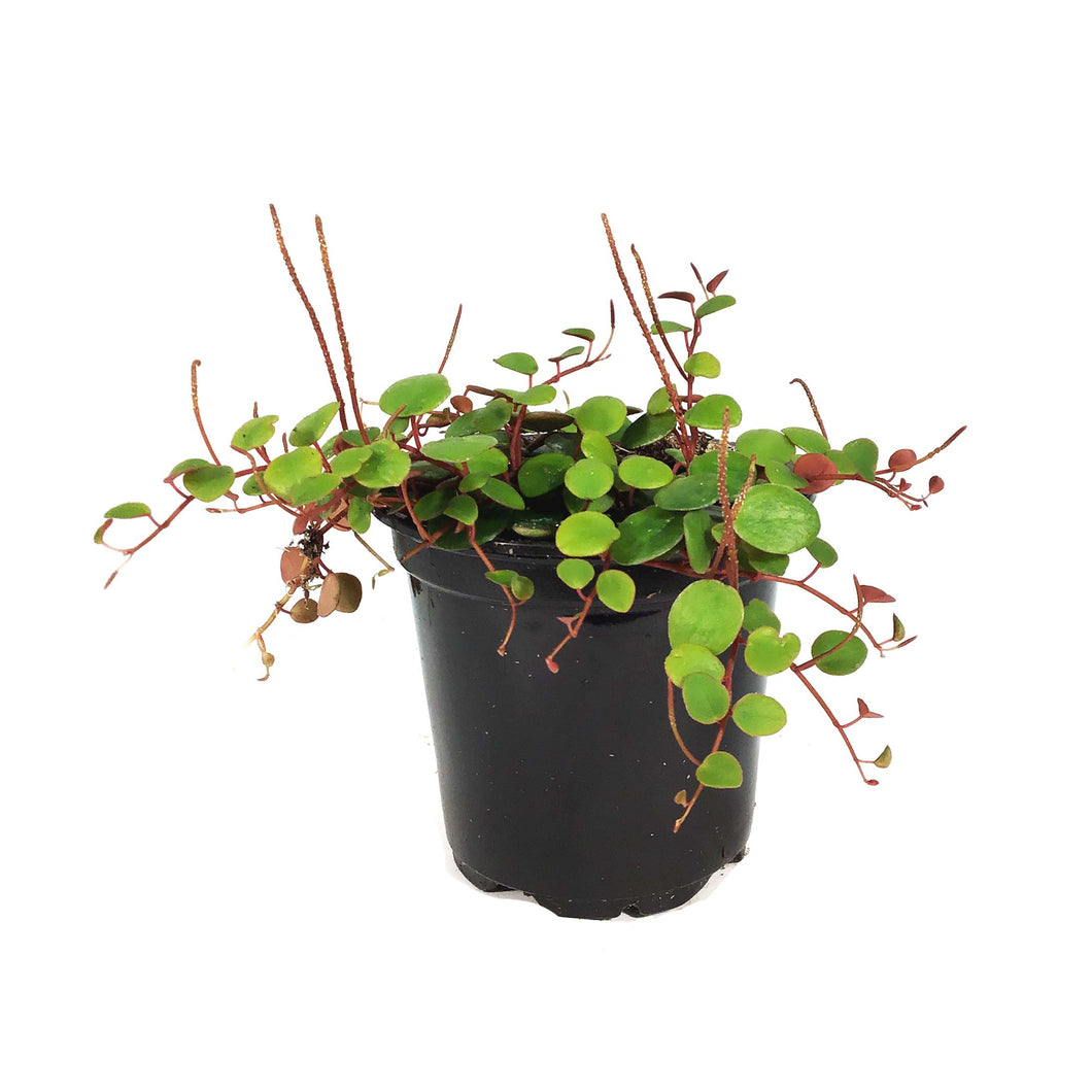 Peperomia, 4in, Pepperspot