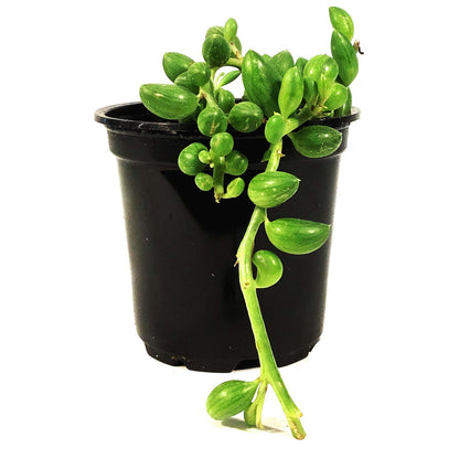 String of Watermelons, 4in, Senecio Herrenianus