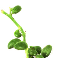 String of Watermelons, 4in, Senecio Herrenianus