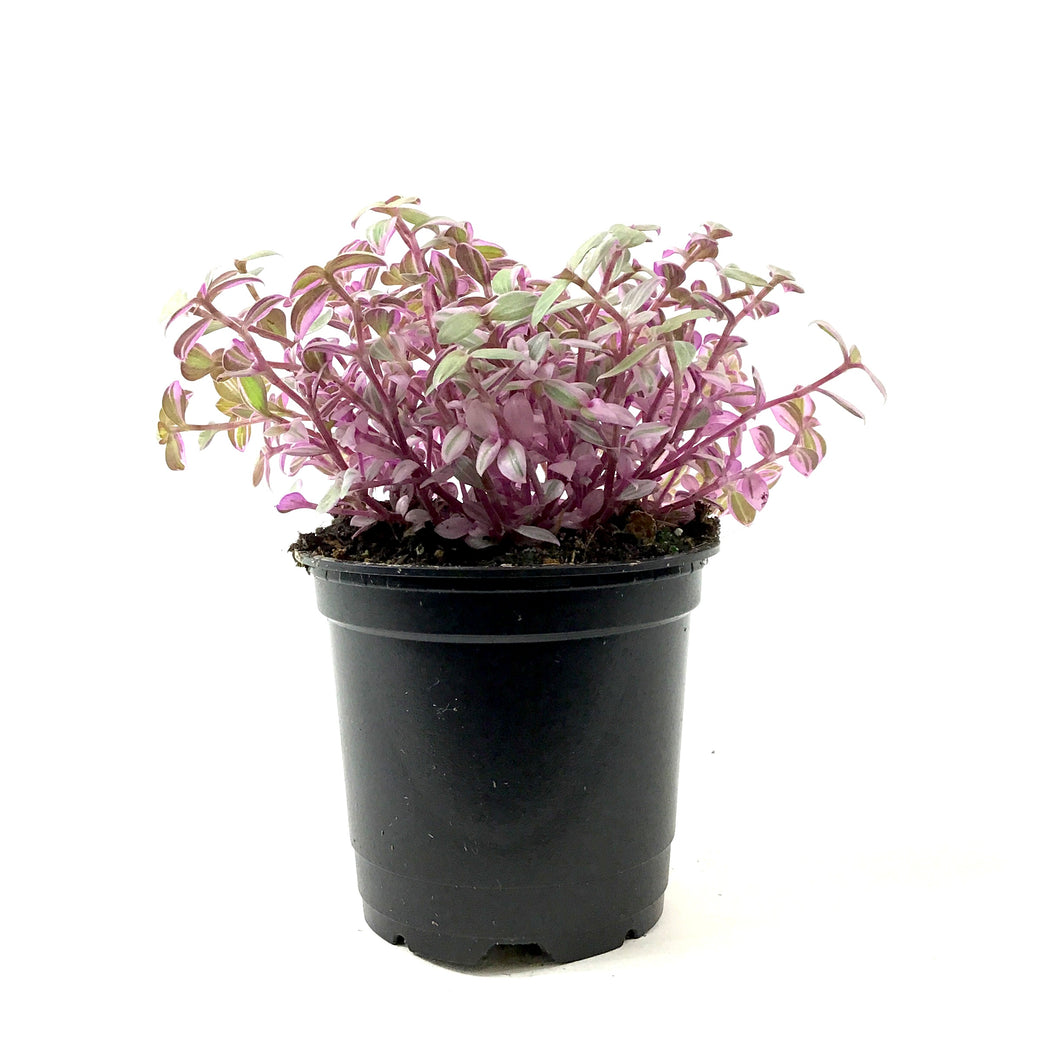 Callisia, 4in, Pink Lady - Floral Acres Greenhouse & Garden Centre