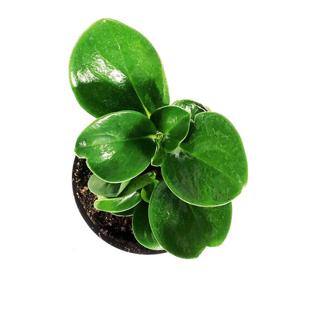 Peperomia, 4in, Obtusifolia Green