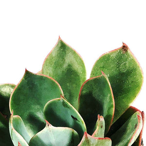Succulent, 2in, Echeveria Amistar