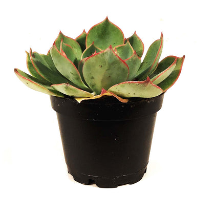 Succulent, 2in, Echeveria Amistar