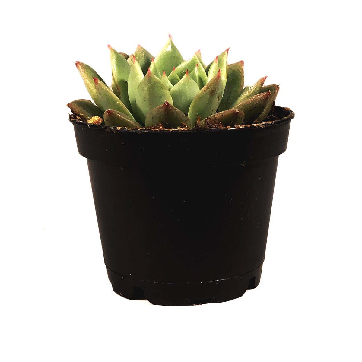 Succulent, 2in, Echeveria Morning Dew