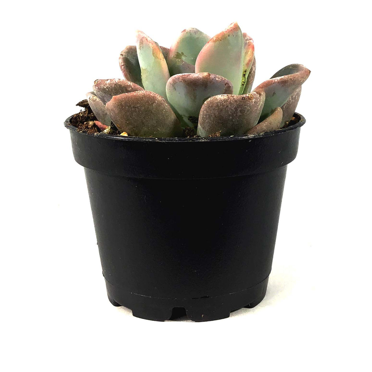 Succulent, 2in, Echeveria Orpet